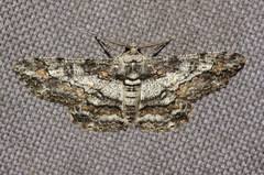 Attēlu rezultāti vaicājumam “Cleora cinctaria”