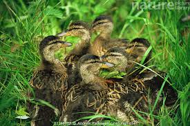 Attēlu rezultāti vaicājumam “Anas platyrhynchos juvenile”