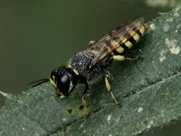 Attēlu rezultāti vaicājumam “Crabronidae”