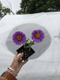 Image result for Aster alpinus