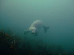 Image result for Chelsea & Fulham Sub-Aqua Club