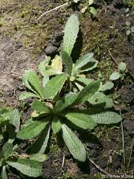 Attēlu rezultāti vaicājumam “Arabis hirsuta fruit”