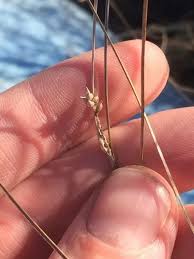 Attēlu rezultāti vaicājumam “Carex lasiocarpa fruit”