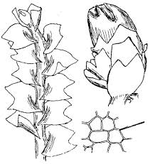 Attēlu rezultāti vaicājumam “Lophozia ascendens”