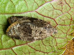 Attēlu rezultāti vaicājumam “Lozotaenia forsterana”