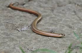 Attēlu rezultāti vaicājumam “Anguis fragilis”