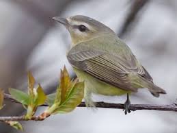 Image result for Vireo philadelphicus
