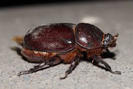 Attēlu rezultāti vaicājumam “Oryctes nasicornis”