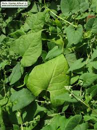 Attēlu rezultāti vaicājumam “Fallopia convolvulus leaf”