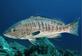 Image result for Mycteroperca olfax