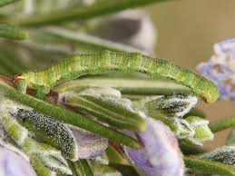 Attēlu rezultāti vaicājumam “Eupithecia icterata female”