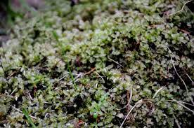 Attēlu rezultāti vaicājumam “Rhizomnium punctatum”