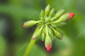 Attēlu rezultāti vaicājumam “Geranium bohemicum bud”