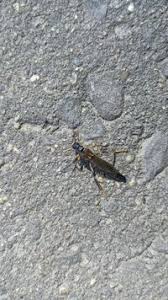 Attēlu rezultāti vaicājumam “Necydalis major”