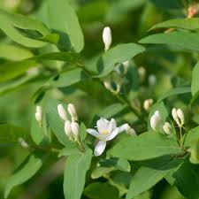 Attēlu rezultāti vaicājumam “Lonicera xylosteum flower”