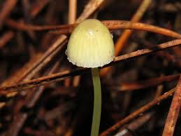 Attēlu rezultāti vaicājumam “Mycena epipterygia”
