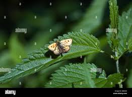 Attēlu rezultāti vaicājumam “Carterocephalus silvicolus”