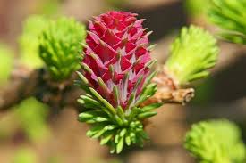 Attēlu rezultāti vaicājumam “Larix decidua flower”