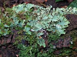 Attēlu rezultāti vaicājumam “Cetrelia sp.”