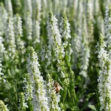 Image result for Salvia nemorosa