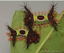 Attēlu rezultāti vaicājumam “Craniophora ligustri larva”