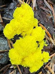 Attēlu rezultāti vaicājumam “Physarum bryocorticola”