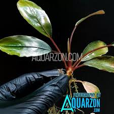 Risultati immagini per bucephalandra pinoh red stem