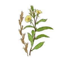 Image result for Nachtkerze