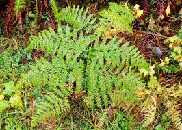 Attēlu rezultāti vaicājumam “Pteridium aquilinum”