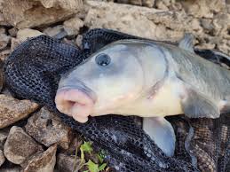 Image result for Ictiobus niger