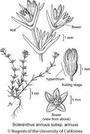Attēlu rezultāti vaicājumam “Scleranthus annuus flower”