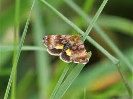 Attēlu rezultāti vaicājumam “Panemeria tenebrata”