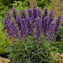 Attēlu rezultāti vaicājumam “Aconitum napellus”