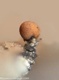 Attēlu rezultāti vaicājumam “Perichaena corticalis sessile”