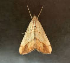 Attēlu rezultāti vaicājumam “Evergestis extimalis”