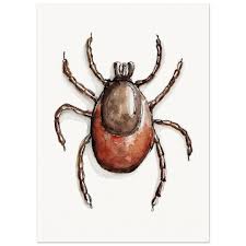 Attēlu rezultāti vaicājumam “Ixodes”