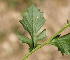 Attēlu rezultāti vaicājumam “Barbarea vulgaris subsp. arcuata”