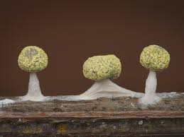 Attēlu rezultāti vaicājumam “Diderma cinereum spores”