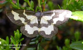 Attēlu rezultāti vaicājumam “Lomaspilis marginata”