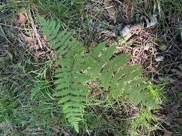 Attēlu rezultāti vaicājumam “Thelypteris palustris”