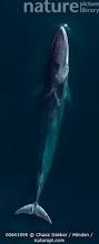 Image result for Balaenoptera physalus