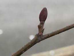 Attēlu rezultāti vaicājumam “Alnus glutinosa bud”