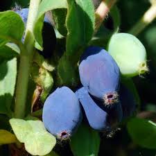 Attēlu rezultāti vaicājumam “Lonicera caerulea var. pallasii fruit”