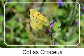 Attēlu rezultāti vaicājumam “Colias croceus underside”