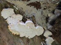 Attēlu rezultāti vaicājumam “Postia floriformis”