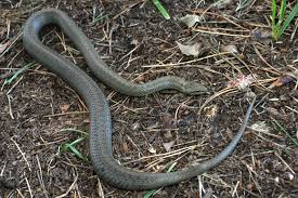 Attēlu rezultāti vaicājumam “Coronella austriaca adult”