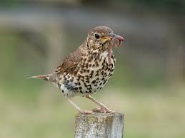 Attēlu rezultāti vaicājumam “Turdus philomelos”