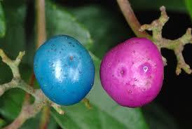 Attēlu rezultāti vaicājumam “Ampelopsis glandulosa var. brevipedunculata”