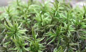 Attēlu rezultāti vaicājumam “Climacium dendroides sporophyte”