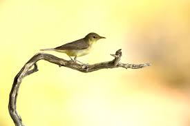 Image result for Hippolais polyglotta